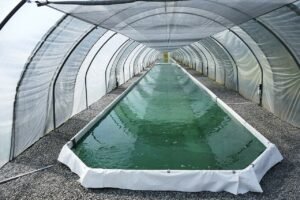 स्पिरुलिना (Spirulina) शेती व्यवसाय: कमी जागेत जास्त नफा देणारा ‘सुपरफूड’ उद्योग