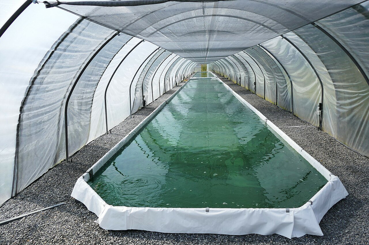 spirulina farming